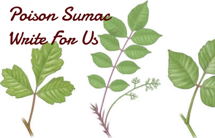 Poison Sumac Write For Us